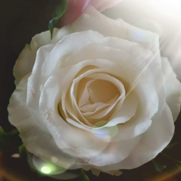 Conscience et Eveil coach de vie rose blanche effet lumiere